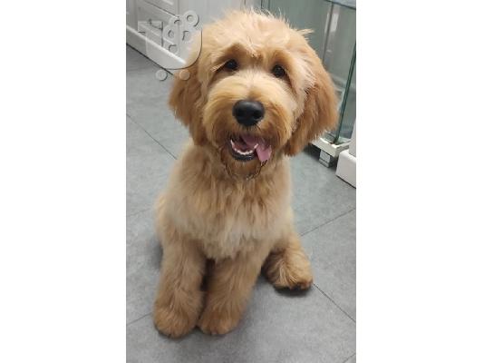Goldendoodle F1